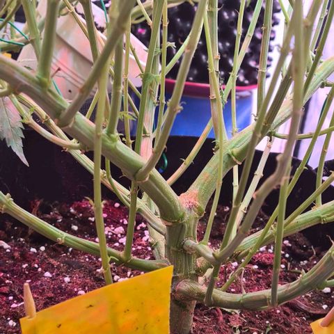 Watermelon x Zkitlles La Semilla growlog timeline photo