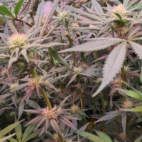 Odd growlog timeline photo