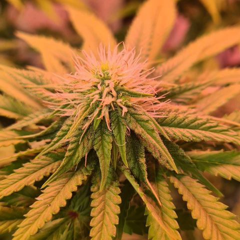 Skunk #1 growlog timeline photo