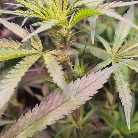 Watermelon x Zkitlles La Semilla growlog timeline photo