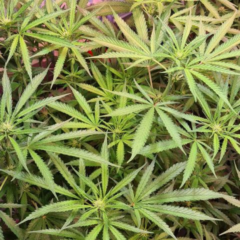 Watermelon x Zkitlles La Semilla growlog timeline photo