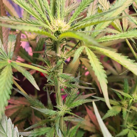 Watermelon x Zkitlles La Semilla growlog timeline photo