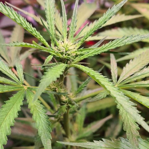 Watermelon x Zkitlles La Semilla growlog timeline photo