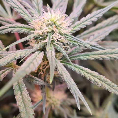 Odd growlog timeline photo