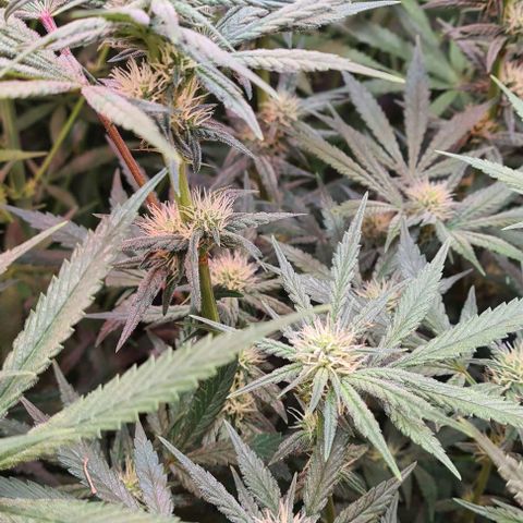 Odd growlog timeline photo
