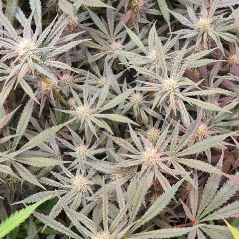 Odd growlog timeline photo