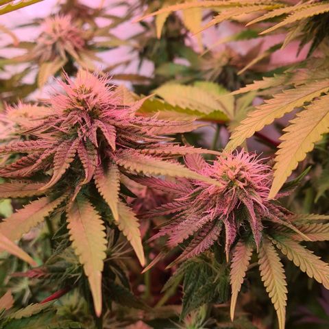 Skunk #1 growlog timeline photo