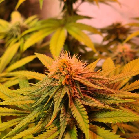 Skunk #1 growlog timeline photo