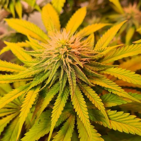 Skunk #1 growlog timeline photo