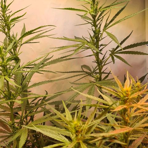 Cookie Gelato  growlog timeline photo