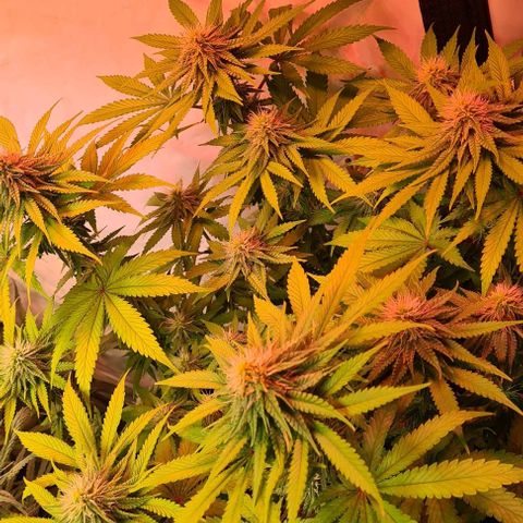 Skunk #1 growlog timeline photo
