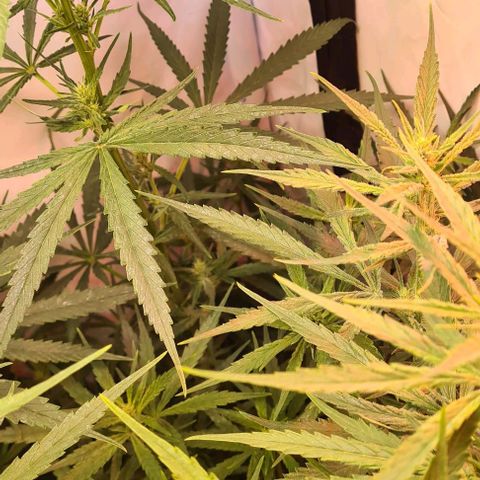 Cookie Gelato  growlog timeline photo