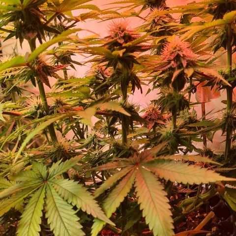 Skunk #1 growlog timeline photo