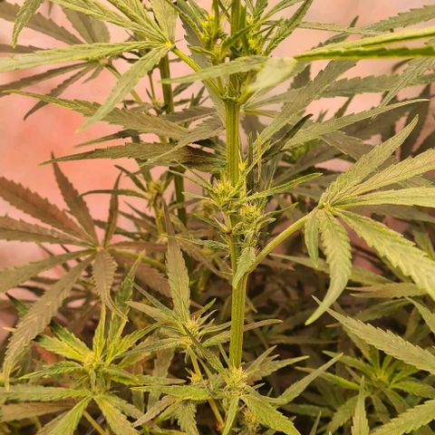 Cookie Gelato  growlog timeline photo