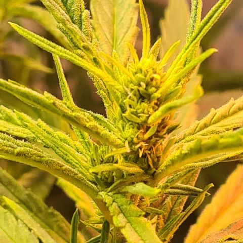Cookie Gelato  growlog timeline photo