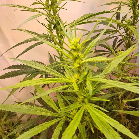 Cookie Gelato  growlog timeline photo