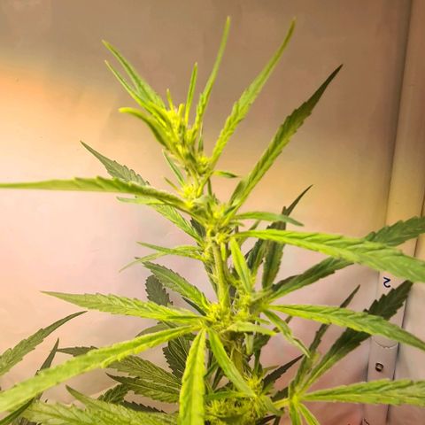 Cookie Gelato  growlog timeline photo