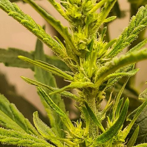 Cookie Gelato  growlog timeline photo