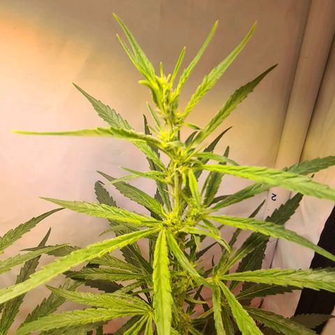 Cookie Gelato  growlog timeline photo