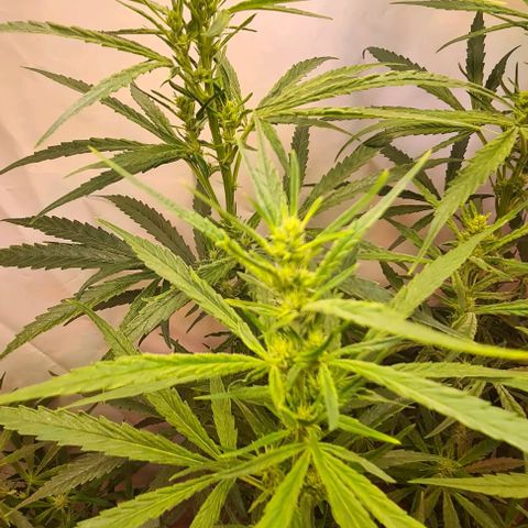 Cookie Gelato  growlog timeline photo