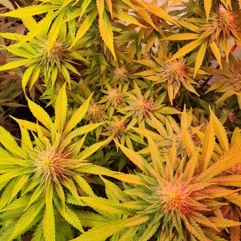 Skunk #1 growlog timeline photo