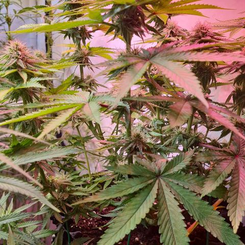 Skunk #1 growlog timeline photo