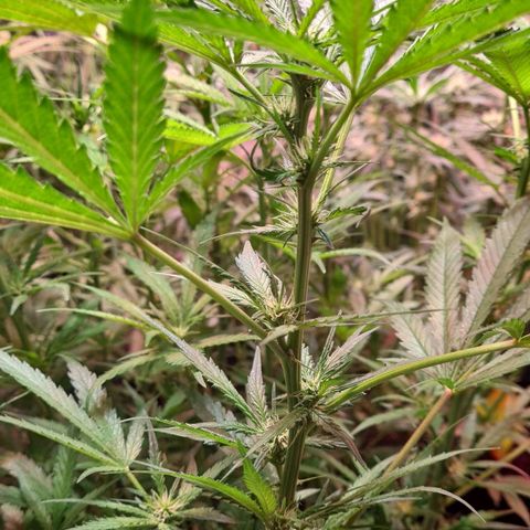 Watermelon x Zkitlles La Semilla growlog timeline photo