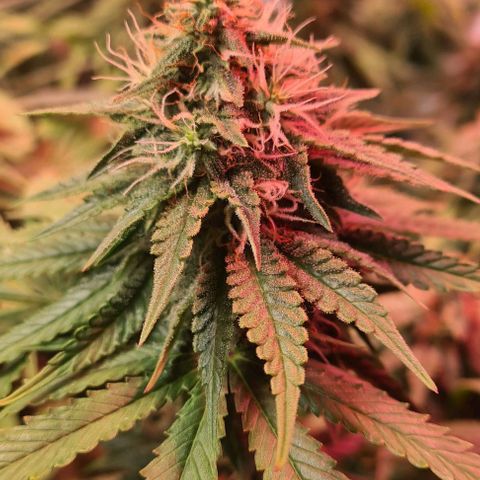 Skunk #1 growlog timeline photo