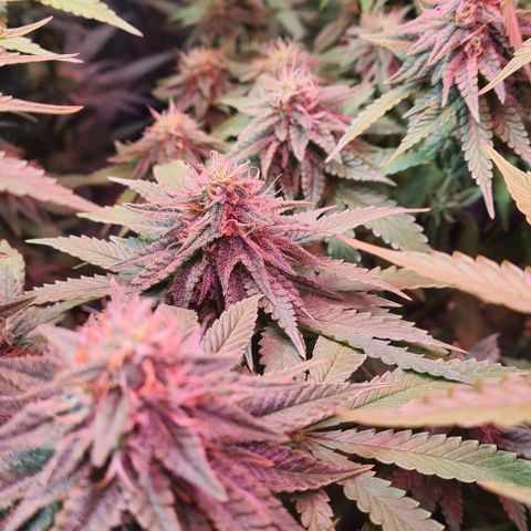 Skunk #1 growlog timeline photo