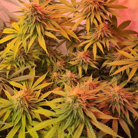 Skunk #1 growlog timeline photo