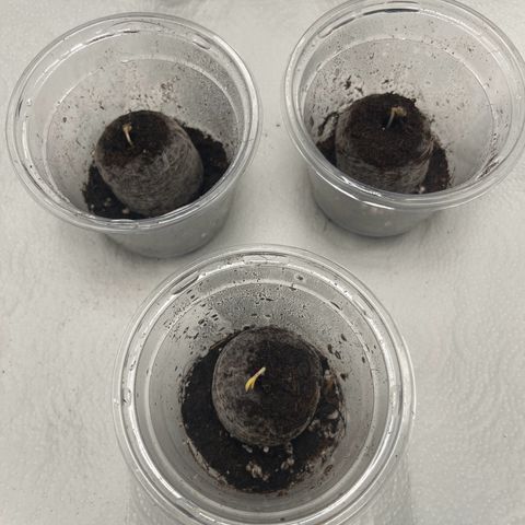 Cherry Cola Auto growlog timeline photo