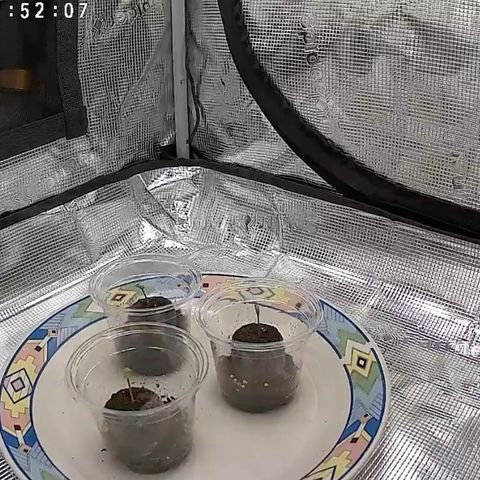Cherry Cola Auto growlog timeline photo