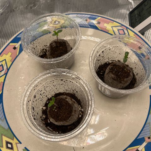 Cherry Cola Auto growlog timeline photo
