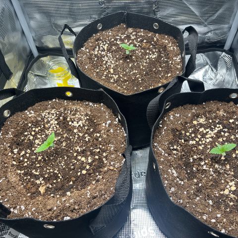 Cherry Cola Auto growlog timeline photo
