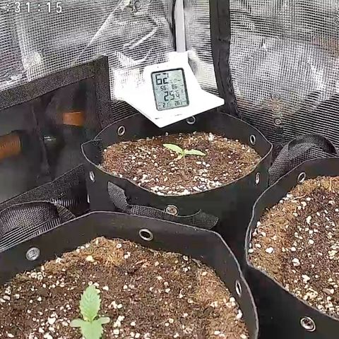 Cherry Cola Auto growlog timeline photo