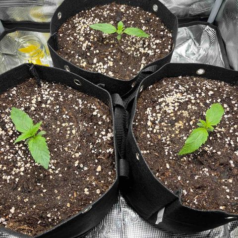 Cherry Cola Auto growlog timeline photo