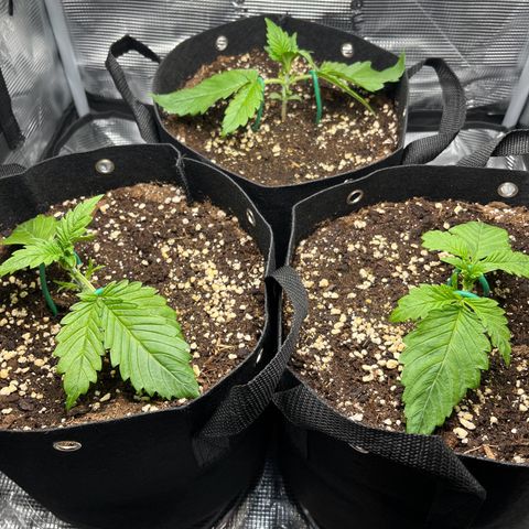Cherry Cola Auto growlog timeline photo