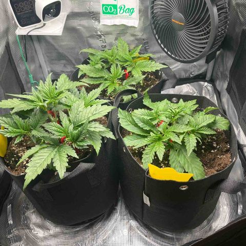 Cherry Cola Auto growlog timeline photo