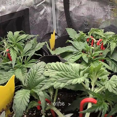 Cherry Cola Auto growlog timeline photo