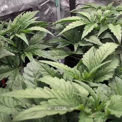 Cherry Cola Auto growlog timeline photo