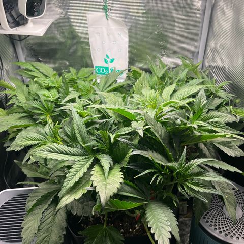 Cherry Cola Auto growlog timeline photo