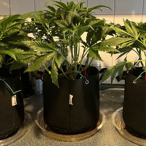 Cherry Cola Auto growlog timeline photo