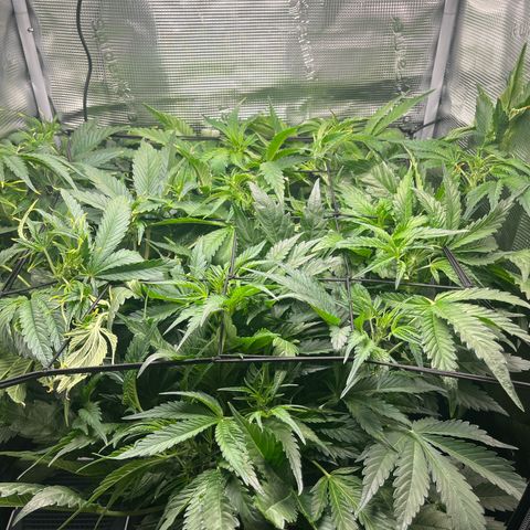 Cherry Cola Auto growlog timeline photo