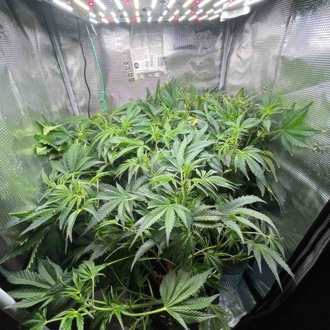 Cherry Cola Auto growlog timeline photo