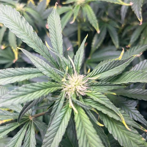 Cherry Cola Auto growlog timeline photo