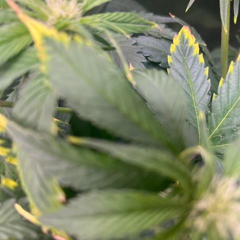 Cherry Cola Auto growlog timeline photo