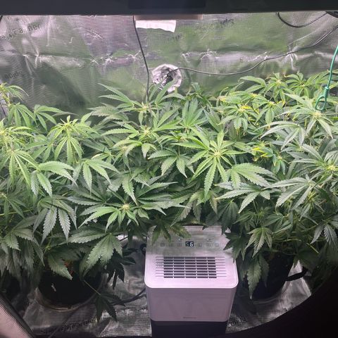 Cherry Cola Auto growlog timeline photo