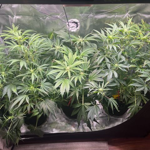 Cherry Cola Auto growlog timeline photo