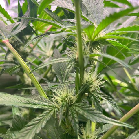 Cherry Cola Auto growlog timeline photo