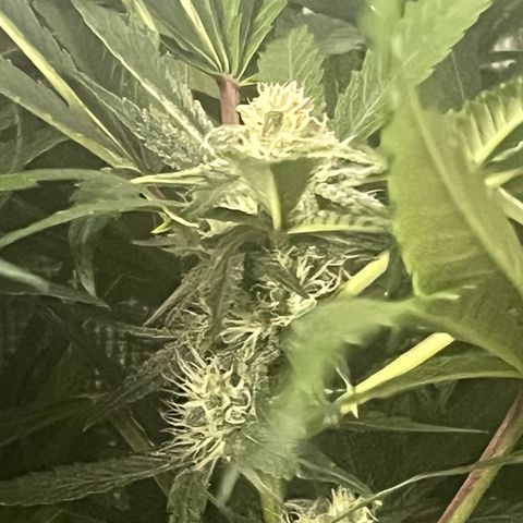 Cherry Cola Auto growlog timeline photo